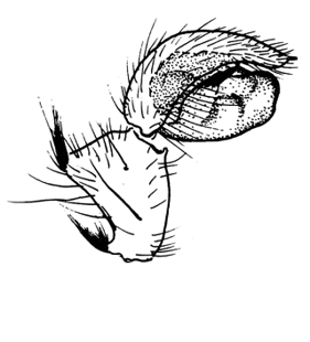speciesimage