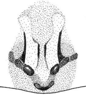 speciesimage