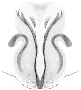 speciesimage