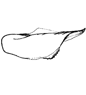 speciesimage