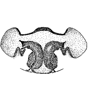 speciesimage
