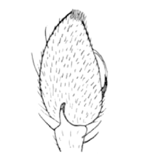speciesimage