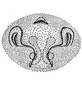 speciesimage