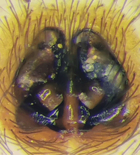 species