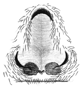 speciesimage