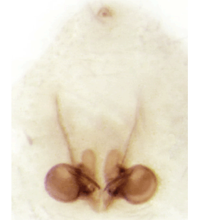 speciesimage