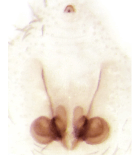 speciesimage