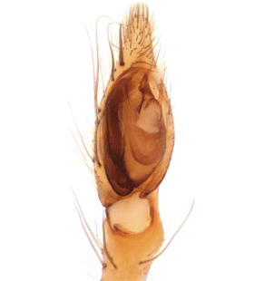 speciesimage