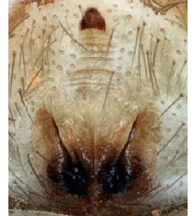speciesimage