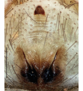 speciesimage