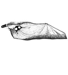 speciesimage