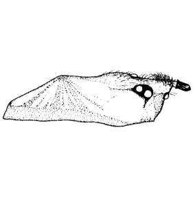 speciesimage