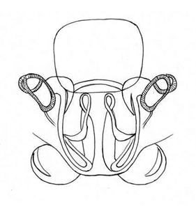 speciesimage