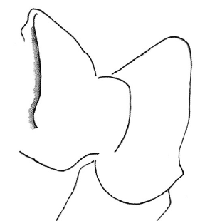 speciesimage