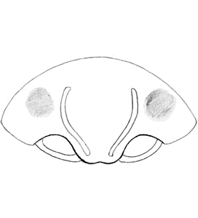 speciesimage