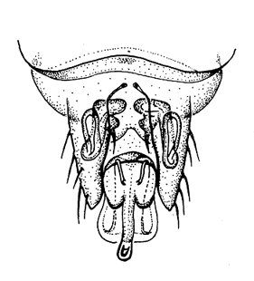 speciesimage