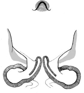 speciesimage