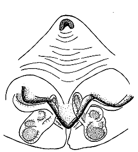 speciesimage