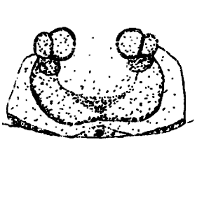 speciesimage