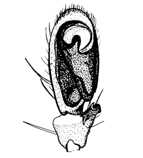 speciesimage