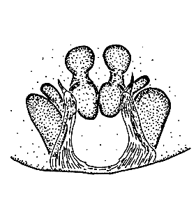 speciesimage