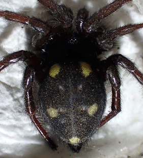 species