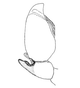 speciesimage