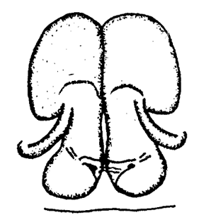speciesimage