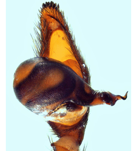 speciesimage