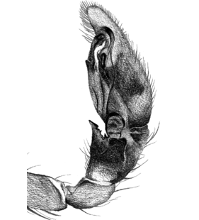 speciesimage