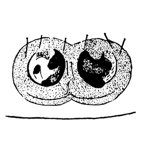 speciesimage