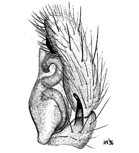 speciesimage
