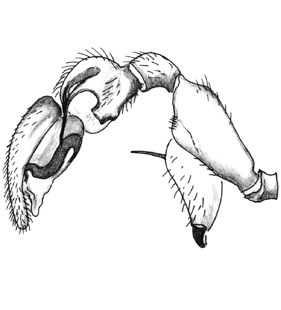 speciesimage