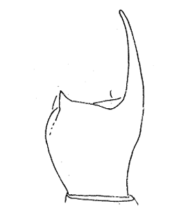 speciesimage