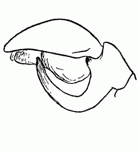 speciesimage