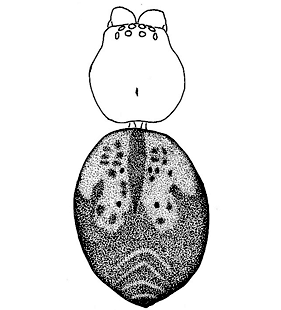 speciesimage