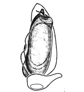 speciesimage