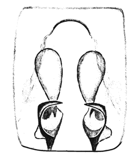 speciesimage