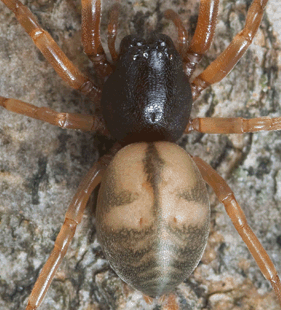 speciesimage