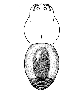 speciesimage