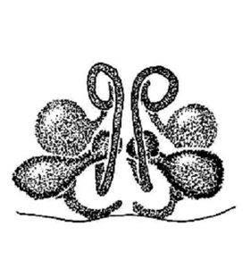 speciesimage