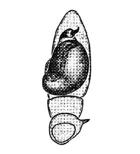 speciesimage