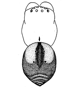 speciesimage