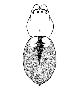 speciesimage