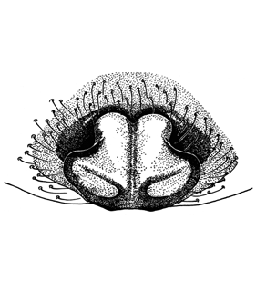 speciesimage