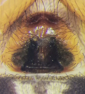 species