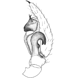 speciesimage