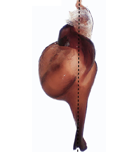 speciesimage