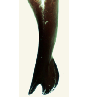 speciesimage