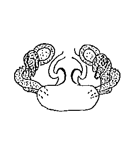speciesimage